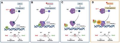 The Anti-Leukemia Effect of Ascorbic Acid: From the Pro-Oxidant Potential to the Epigenetic Role in Acute Myeloid Leukemia